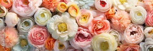 Panoramic View of a Colorful Assortment of Rose Ranunculus bloom