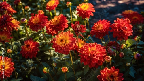 Colorful dahlia flowers blooming in garden, closeup. Springtime Concept. Mothers Day Concept with a Copy Space. Valentine's Day.