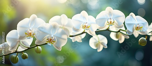 In the enchanting garden amidst the vibrant colors of nature a beautiful white orchid with delicate petals stood showcasing its exquisite floral beauty and elegant shape a testament to the 