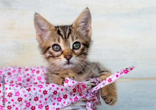 Pet animal; cute kitten tabby