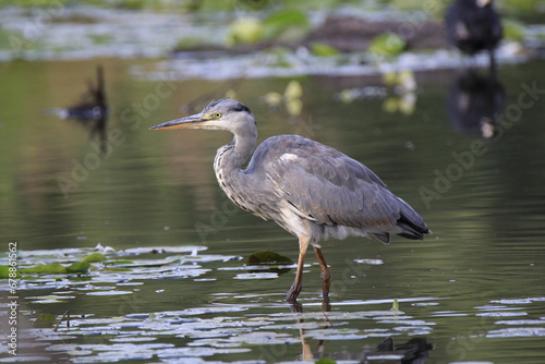 Graureiher (Ardea cinerea)