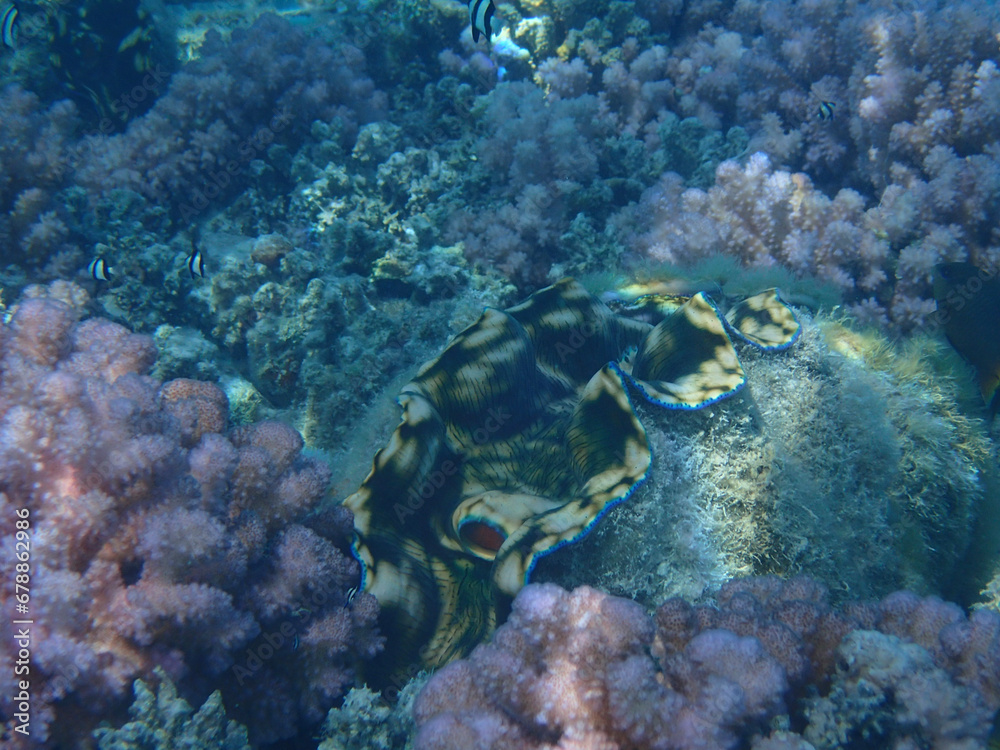 Naklejka premium coral reef