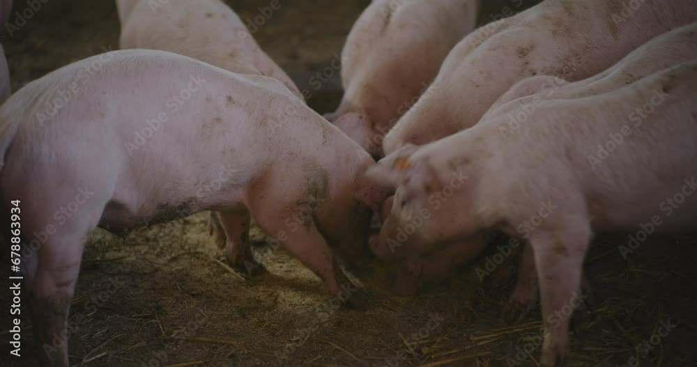 Pigs At Livestock Farm Group Of Piglets Swine Pigs on livestock farm Pig farming Pigs At Livestock Farm Group Of Piglets Swine Pigs on livestock farm Pig farming