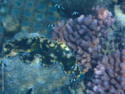 Fototapeta Naklejka Na Ścianę i Meble -  coral reef with fish