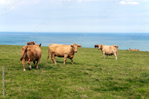 Cow in a field Wales Pembrokeshire