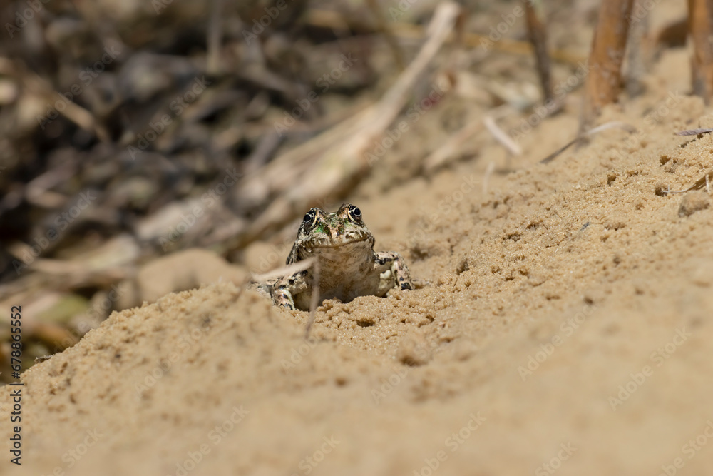 Water frog,common European frog.Common frog in natural habitat.