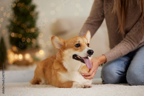 a brunette girl holds and hugs a red corgi dog on a clean light background  the concept of love for animals  selective focus