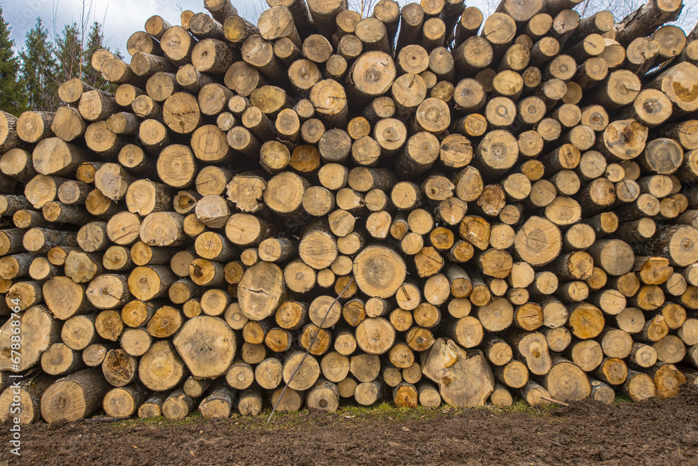 Stolen trees stacked on the side of the road near the forest. Forest road and firewood piled up in a pile.