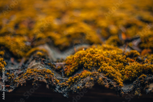 Roof with moss, houses.
Soft selective focus. Artificially created grain for the picture