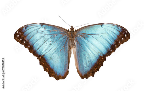 Butterfly Morpho godarti on white background