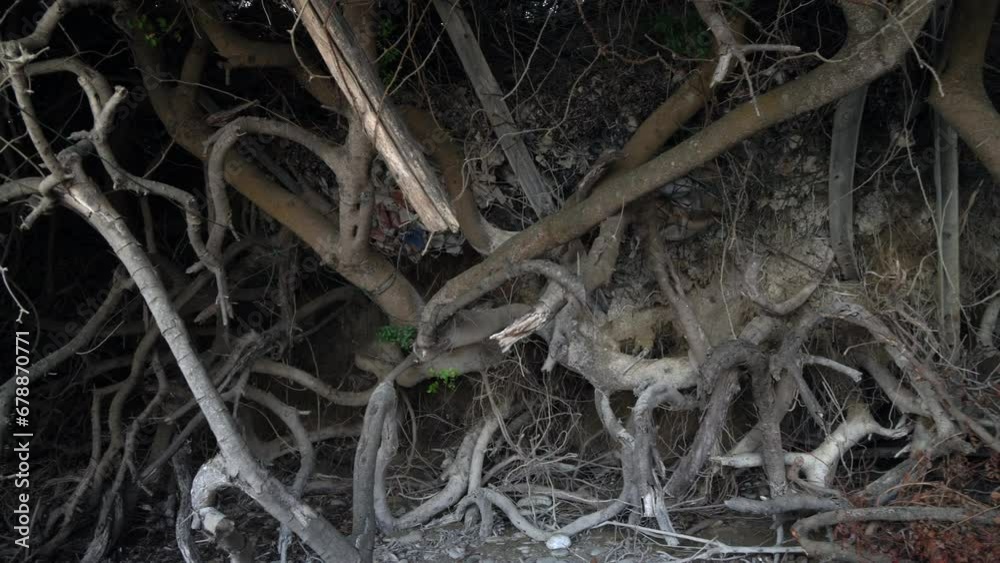 Braided tree roots covered with a thin layer of salt from the sea on underground of the shores of the Aegean Sea in Greece