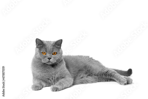 British Shorthair cat lies on a white background and looks into the camera.