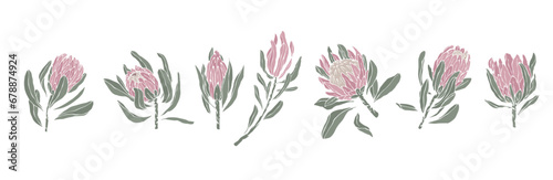 Set of protea flowers and buds. Vector graphics.