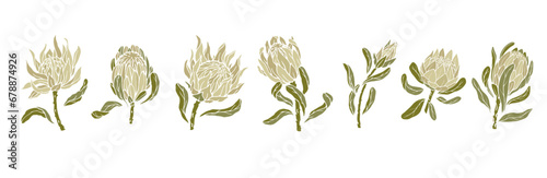 Set of protea flowers and buds. Vector graphics. photo