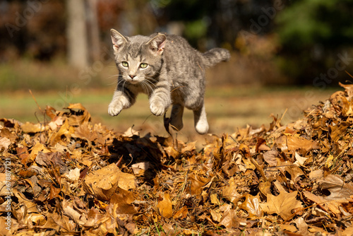 Cute tabby cat leaping over a pile of leaves