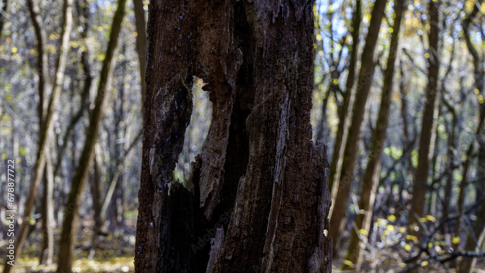 Autumn Landscapes - Old trunk in the woods