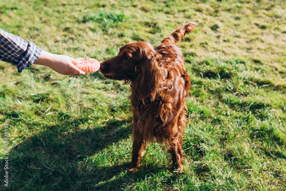 Adorable pet dog playing with toy at green grass lawn at back yard. The concept of dog training. Crop anonymous owner with toy on hand playing with cute irish setter dog