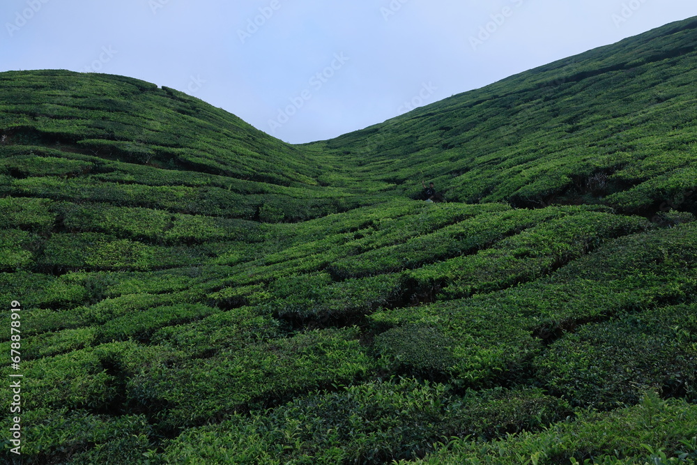 tea plantation in the mountains