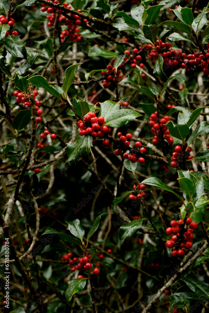 Red fruit hollies in the Gorbea natural park in Álava Spain