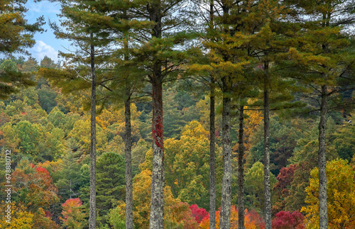Colorful Autumn Woodlands Through Tall Pine Trees