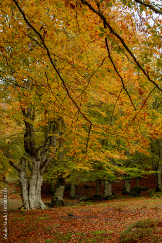 INCREDIBLE BEECH TREE LANDSCAPE WITH OCHER AND ORANGE AUTUMN COLORS IN THE GORBEA NATURAL PARK IN ALAVA SPAIN. NATURA 2000 NETWORK. Red ocher and Orange colors