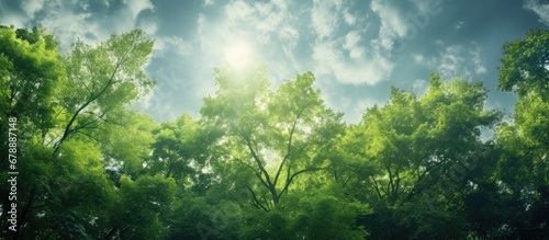 On a sunny summer day the sky stretched out above the verdant outdoor scene where the light filtered through a canopy of trees casting a soothing green hue on the wood below