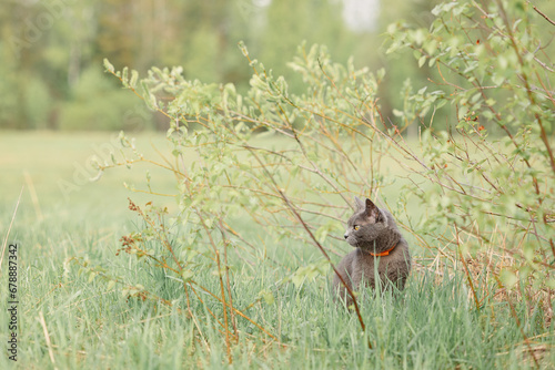 Beautiful Russian Blue cat walks on green meadow on sunny day in spring. Cautious cat hunts in nature. Selective focus. High quality photo