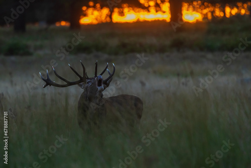 the red deer (Cervus elaphus) in rutting season challenge of rivals at sunrise © michal