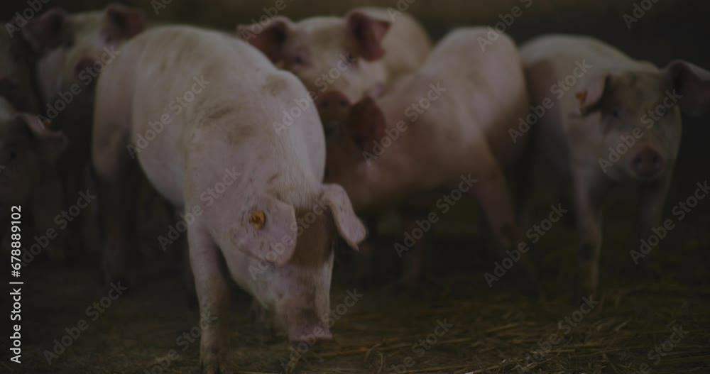 Pigs At Livestock Farm Group Of Piglets Swine Pigs on livestock farm Pig farming Pigs At Livestock Farm Group Of Piglets Swine Pigs on livestock farm Pig farming
