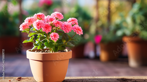 Beautiful flower in a pot