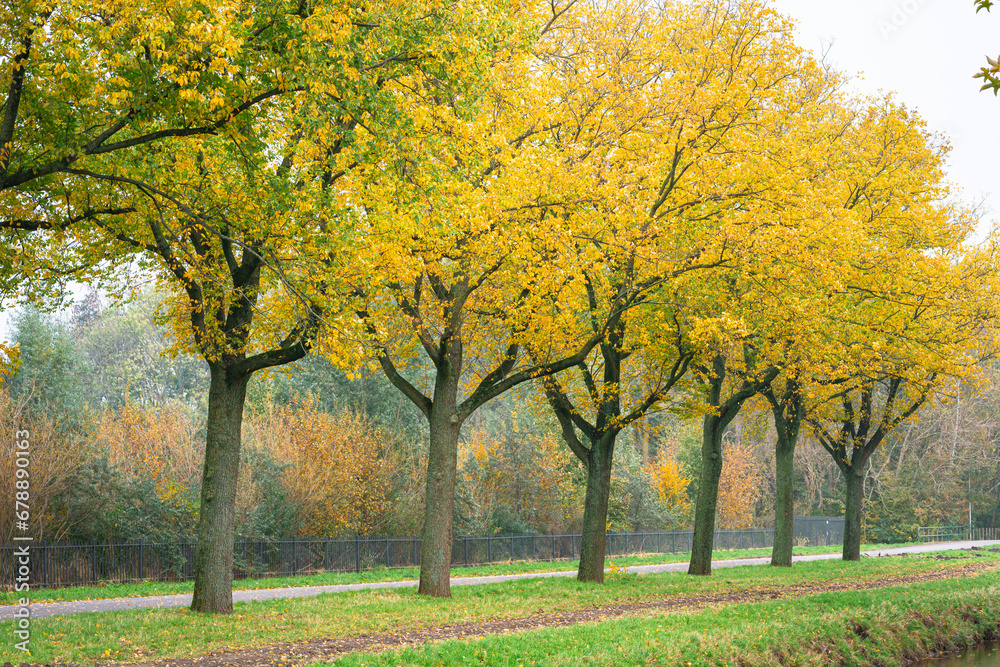 Row of yellow to gold colored trees on a misty day in autumn