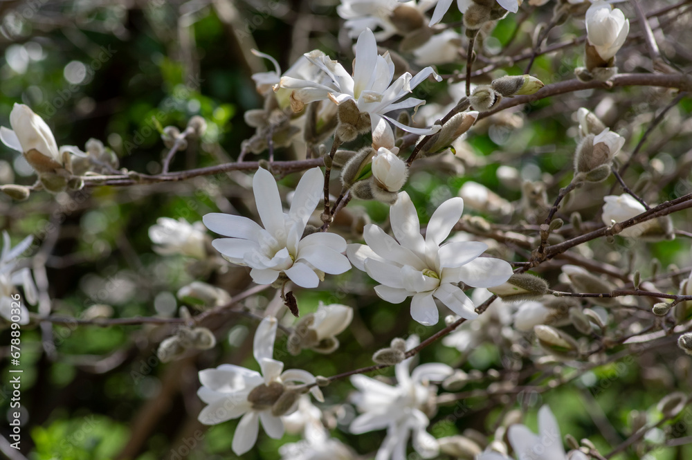Fototapeta premium Star Magnolia stellata early spring flowering shrub, flowers with bright white tepals on branches in bloom