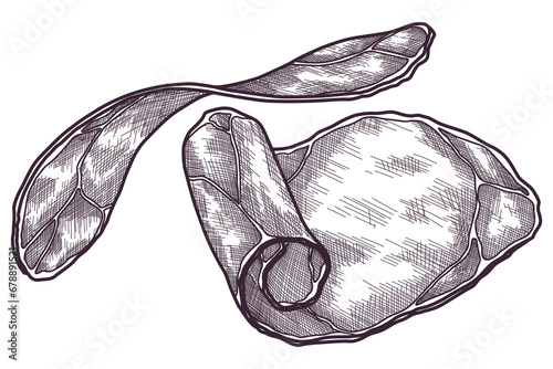 Hand drawn jamon. Gourmet meat. Isolated delicious engraving sketch. Dry cured farm natural product. Pork slices in black and white drawing. Vector restaurant menu element illustration