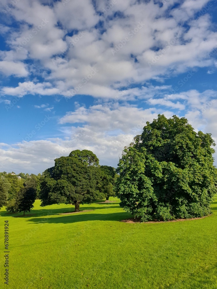 Vertical scenic view of the sunny park with green grass and lush trees on a blue sky background