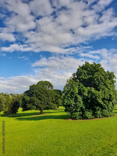 Vertical scenic view of the sunny park with green grass and lush trees on a blue sky background © Wirestock