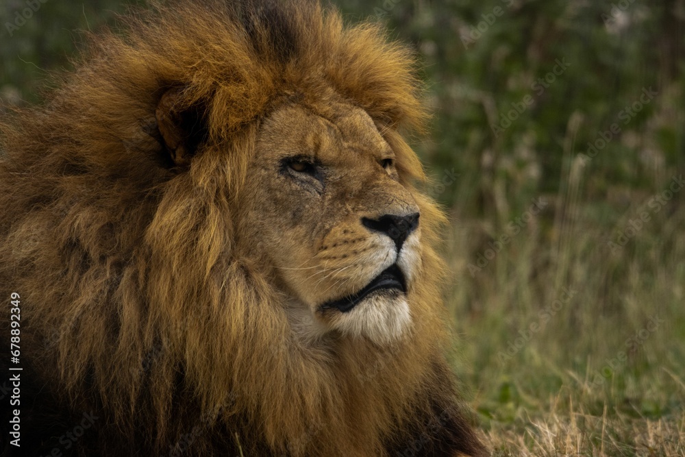 Portrait of a lion (Panthera leo) resting on the grass
