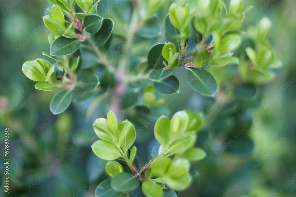 Closeup shot of small green leaves on bush branches