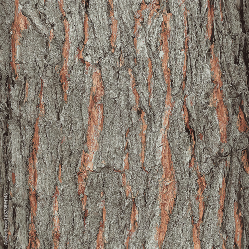 Vector illustration of Maple bark close-up. The Latin name is Acer saccharum. Acer barrel texture. Background from living wood. Skin of the forest nature. 