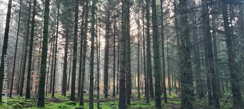 Beautiful view of tall trees in a forest with fresh grass during sunrise