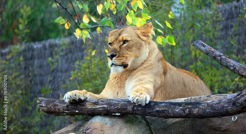 Lion is one of the four big cats in the genus Panthera, and a member of the family Felidae. With some males exceeding 250 kg (550 lb) in weight, it is the second-largest living cat after the tiger Lion is one of the four big cats in the genus Panthera, and a member of the family Felidae. With some males exceeding 250 kg (550 lb) in weight, it is the second-largest living cat after the tiger