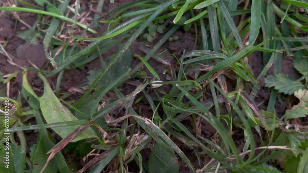 Close-up shot of ants working in the grass Close-up shot of ants working in the grass