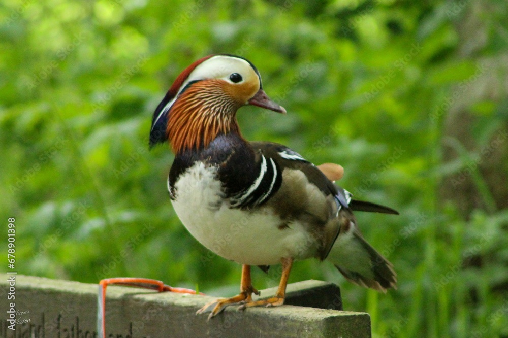 Closeup of a Mandarin duck perched on a wooden fence