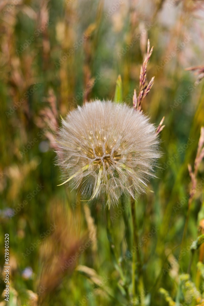 Vertical shot of dandelion flower in bloom against blur background Vertical shot of dandelion flower in bloom against blur background