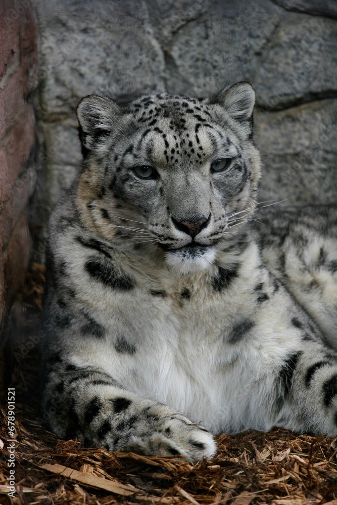 Vertical shot of white tiger relaxing against gray stony wall Vertical shot of white tiger relaxing against gray stony wall