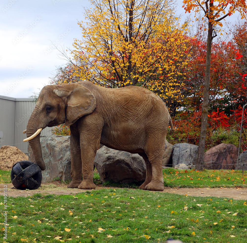 African elephants are elephants of the genus Loxodonta. The genus
