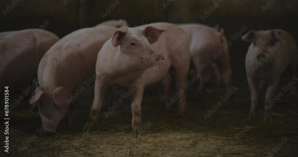 Pigs At Livestock Farm Group Of Piglets Swine Pigs on livestock farm Pig farming Pigs At Livestock Farm Group Of Piglets Swine Pigs on livestock farm Pig farming