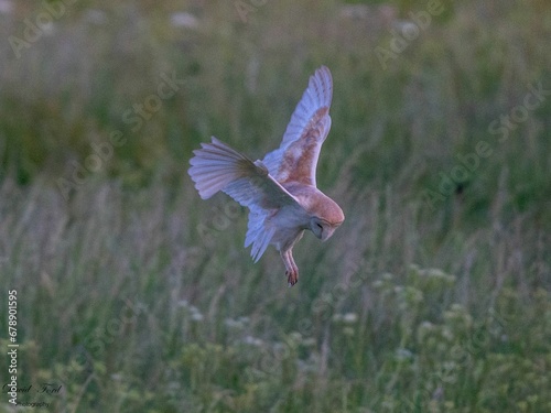 Barn Owl flying over a field and hunting in Scunthorpe, UK photo