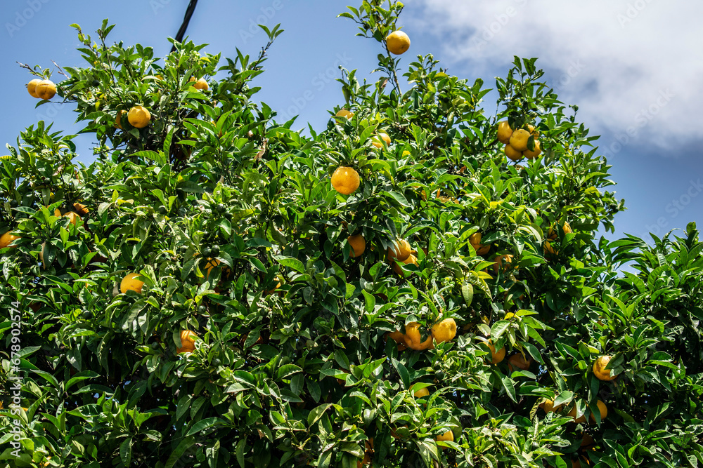 citrus fruits growing on a tree