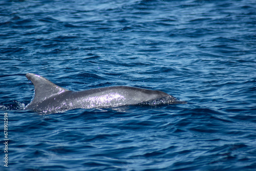 Dolphins swimming in the sea