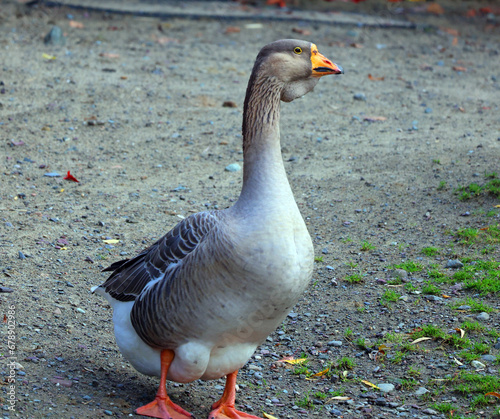 The African Goose in wild, is a breed of goose. The African goose breed most likely originated in China, despite the name.